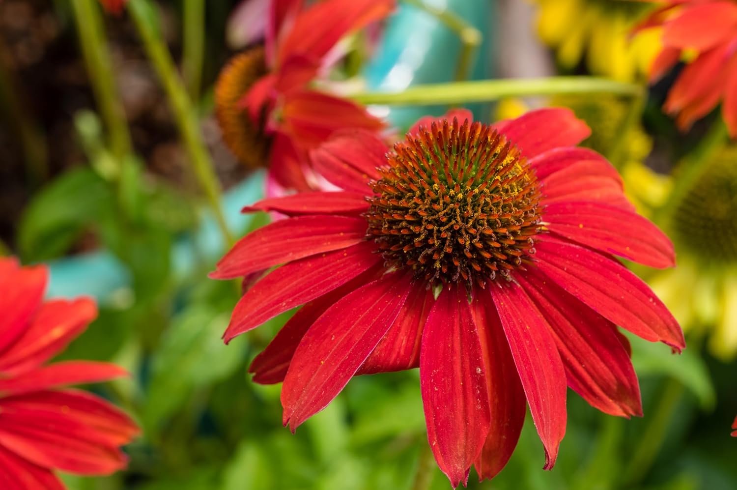 Echinacea purpurea ‚Lakota Red' / Scheinsonnenhut - Stauden Gaenge