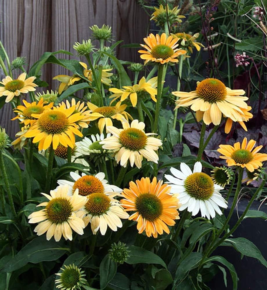 Echinacea purpurea 'Mellow Yellow' / Scheinsonnenhut