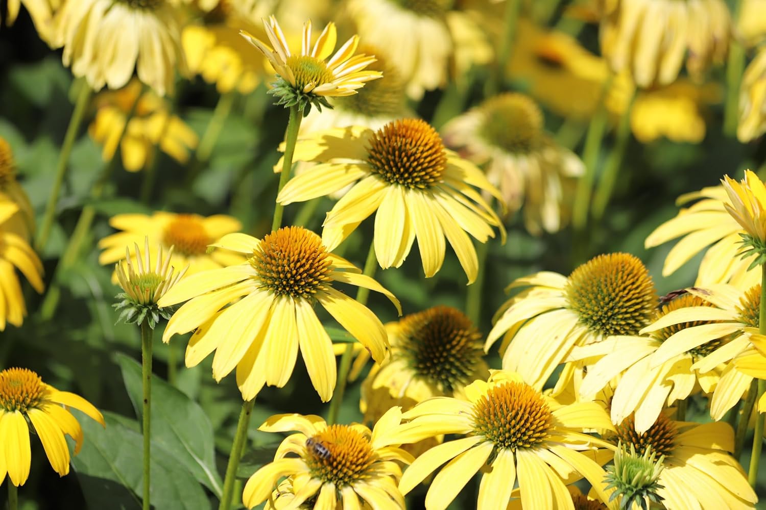 Echinacea purpurea 'Mellow Yellow' / Scheinsonnenhut