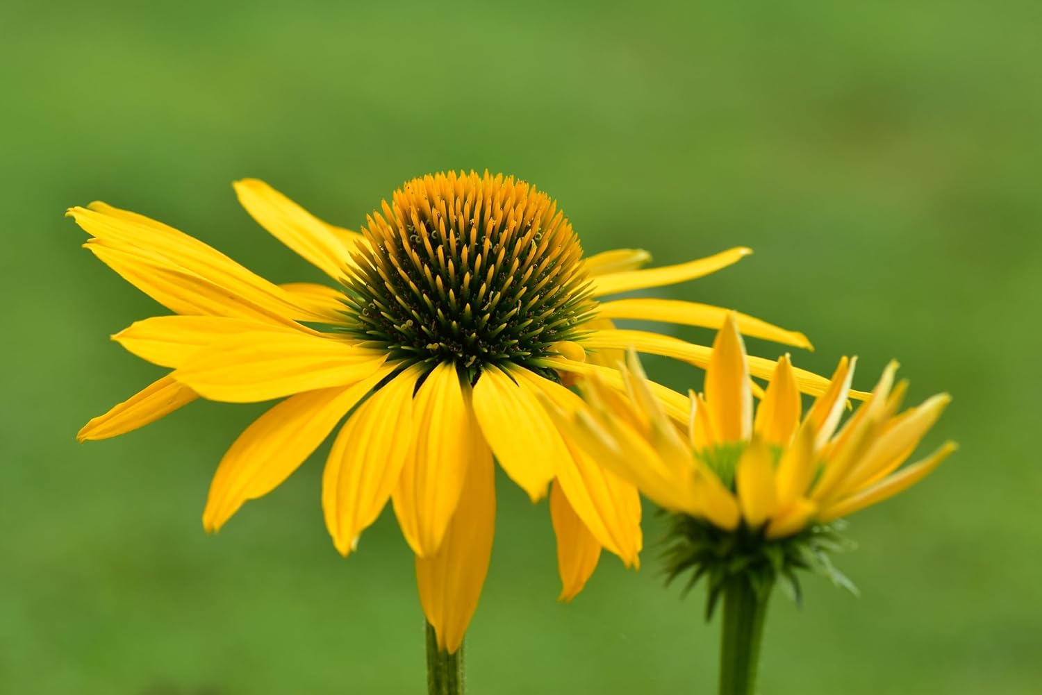 Echinacea purpurea 'Mellow Yellow' / Scheinsonnenhut