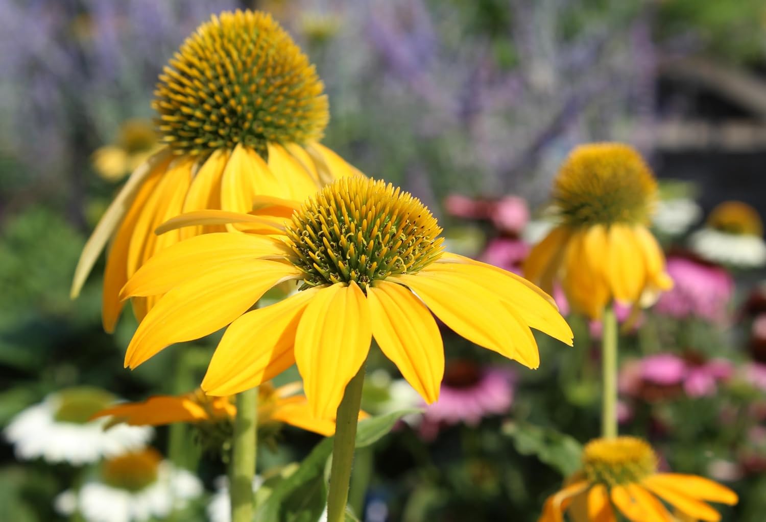Echinacea purpurea 'Mellow Yellow' / Scheinsonnenhut