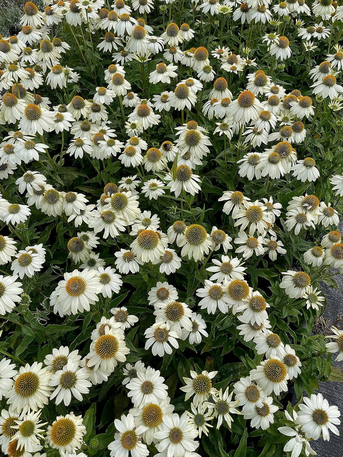Echinacea purpurea 'PowWow White' / Scheinsonnenhut - Stauden Gaenge