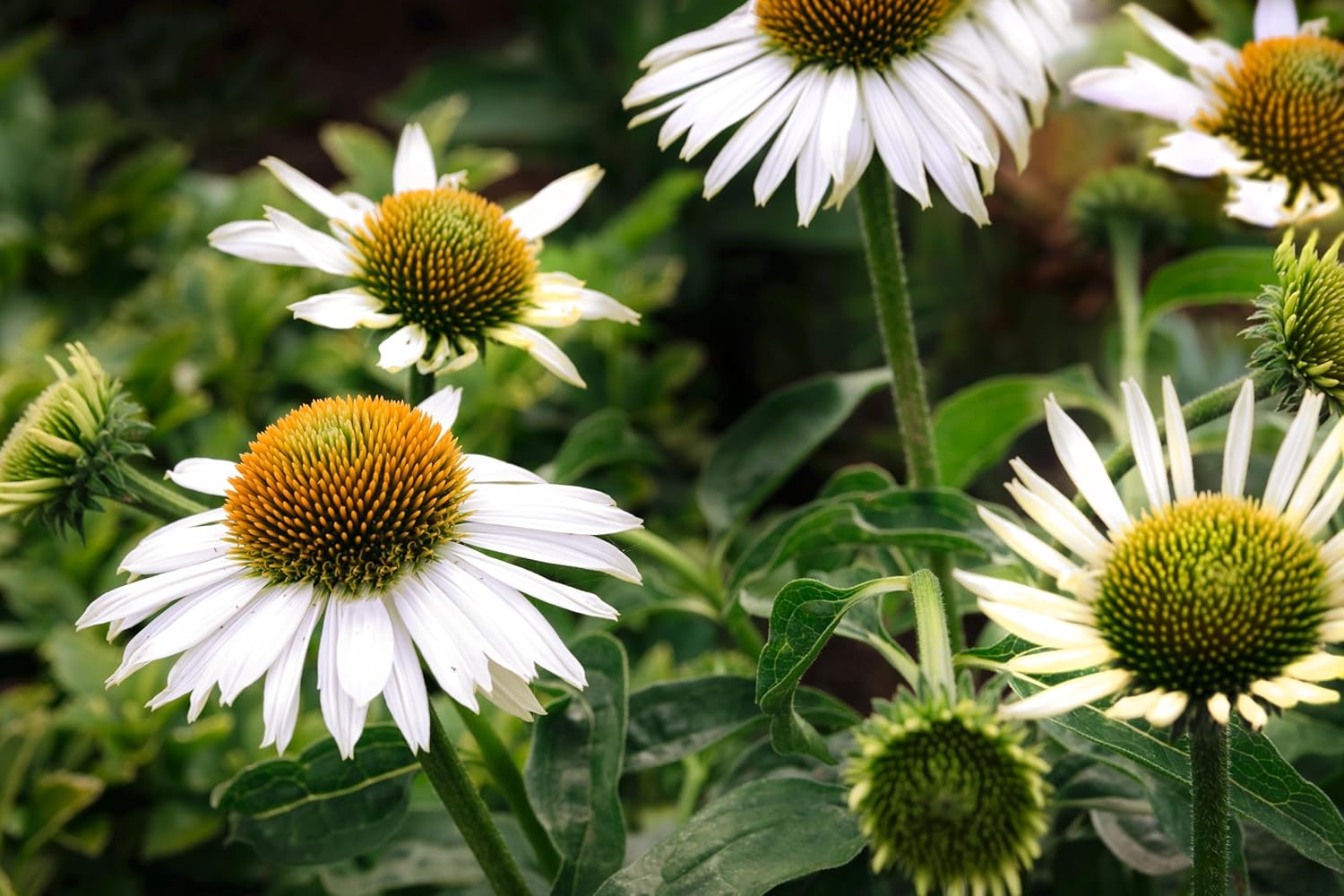 Echinacea purpurea 'PowWow White' / Scheinsonnenhut - Stauden Gaenge