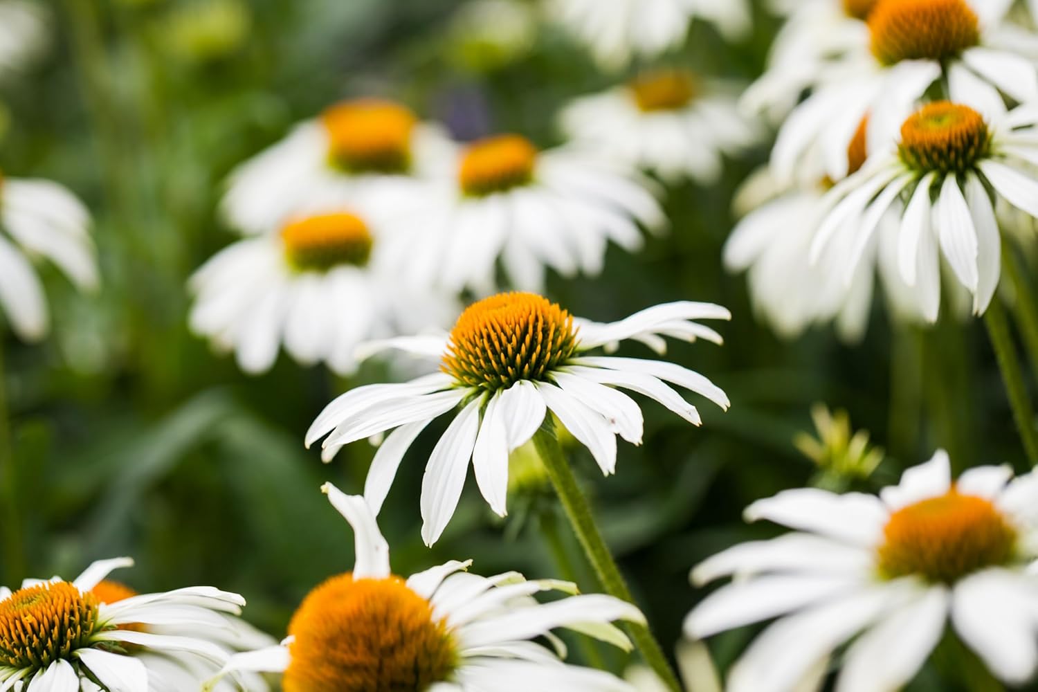 Echinacea purpurea 'PowWow White' / Scheinsonnenhut - Stauden Gaenge