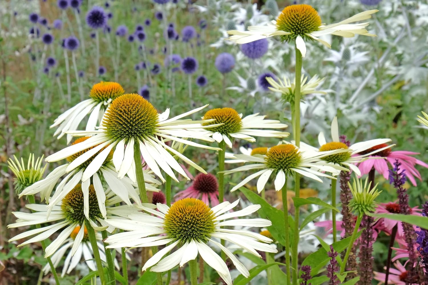 Echinacea purpurea 'PowWow White' / Scheinsonnenhut - Stauden Gaenge