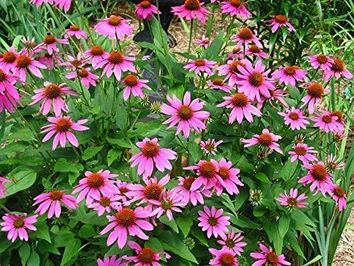 Echinacea purpurea 'PowWow Wild Berry' / Scheinsonnenhut - Stauden Gaenge