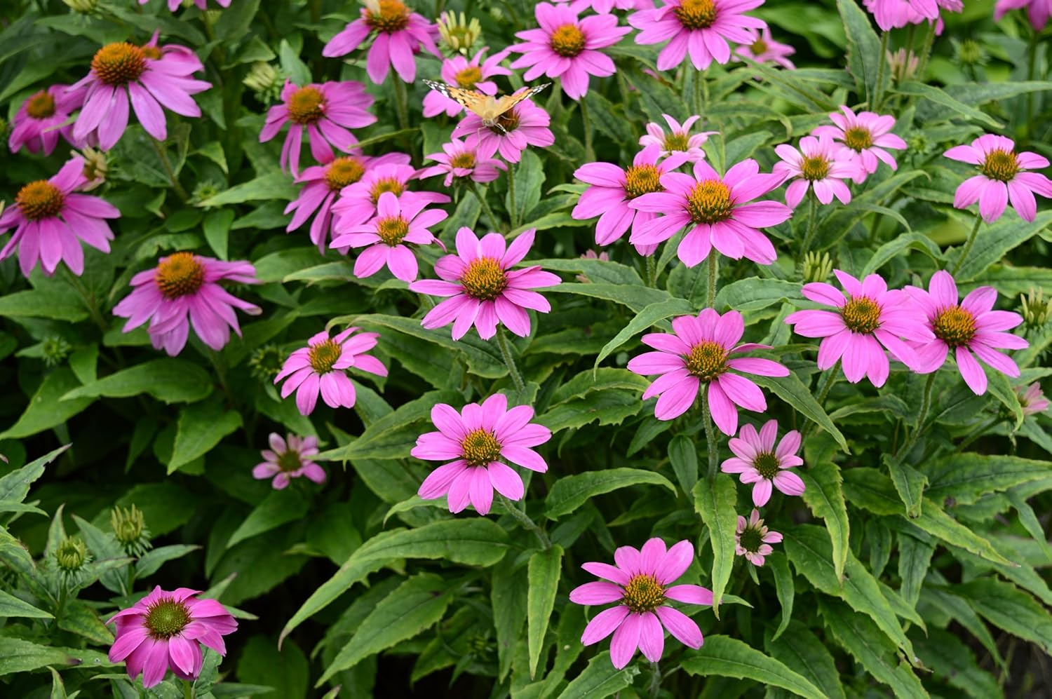Echinacea purpurea 'PowWow Wild Berry' / Scheinsonnenhut - Stauden Gaenge