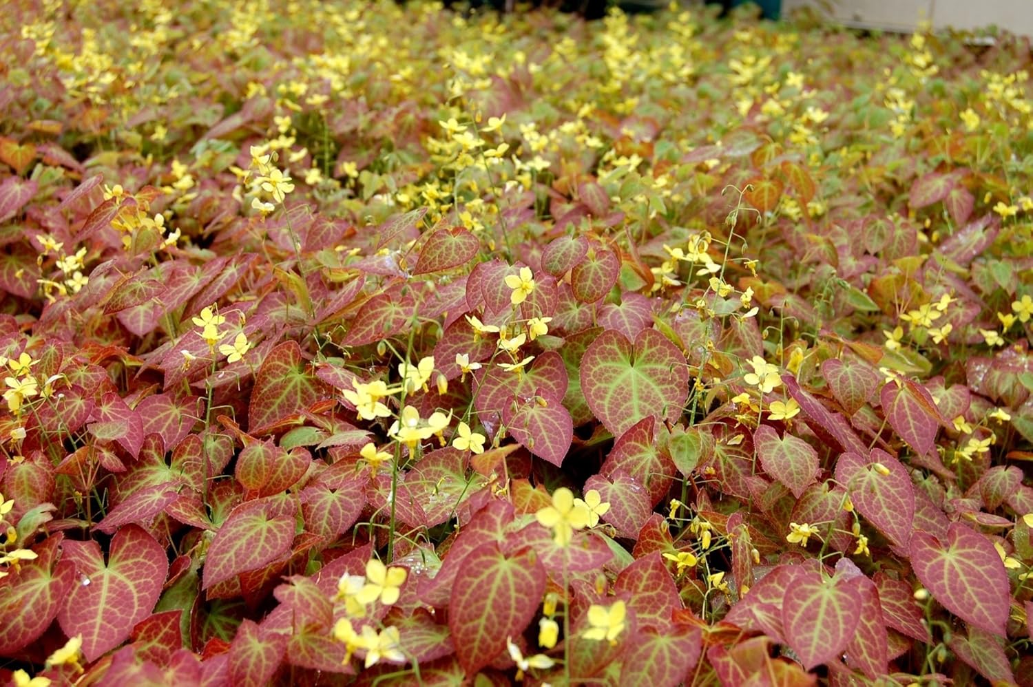 Epimedium perralchicum 'Frohnleiten' / Elfenblume - Stauden Gaenge