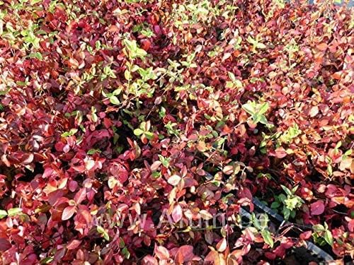 Euonymus fortunei 'Coloratus' / Purpur-Kriechspindel - Stauden Gaenge