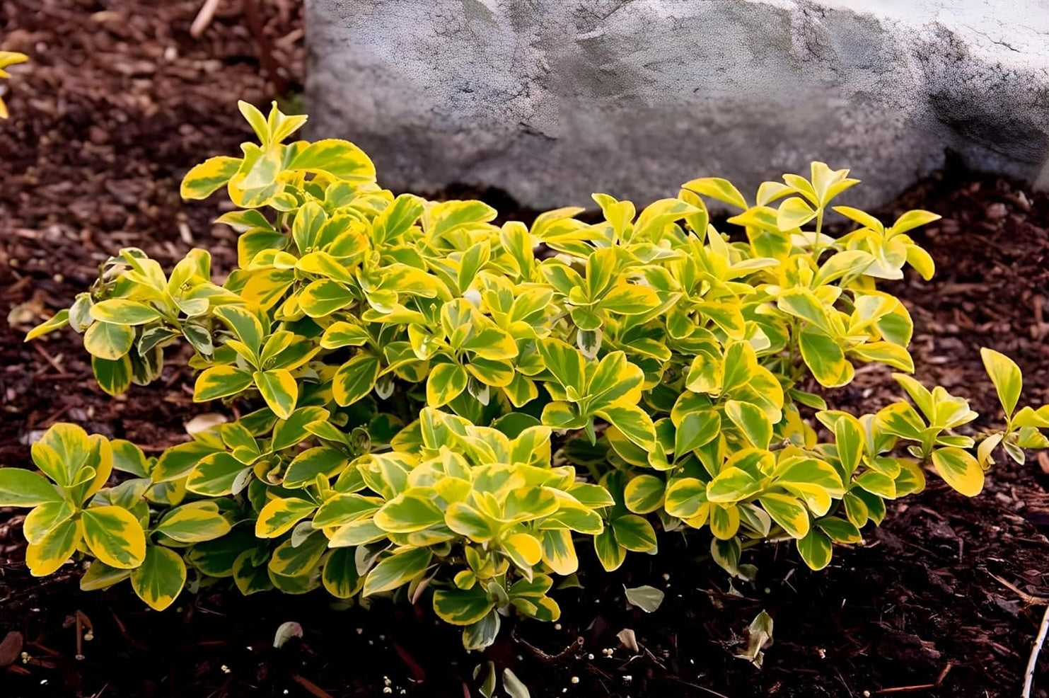 Euonymus fortunei 'Emerald'n Gold' / Goldbunte Kriechspindel - Stauden Gaenge