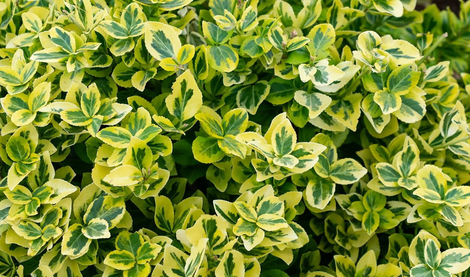 Euonymus fortunei 'Emerald'n Gold' / Goldbunte Kriechspindel - Stauden Gaenge