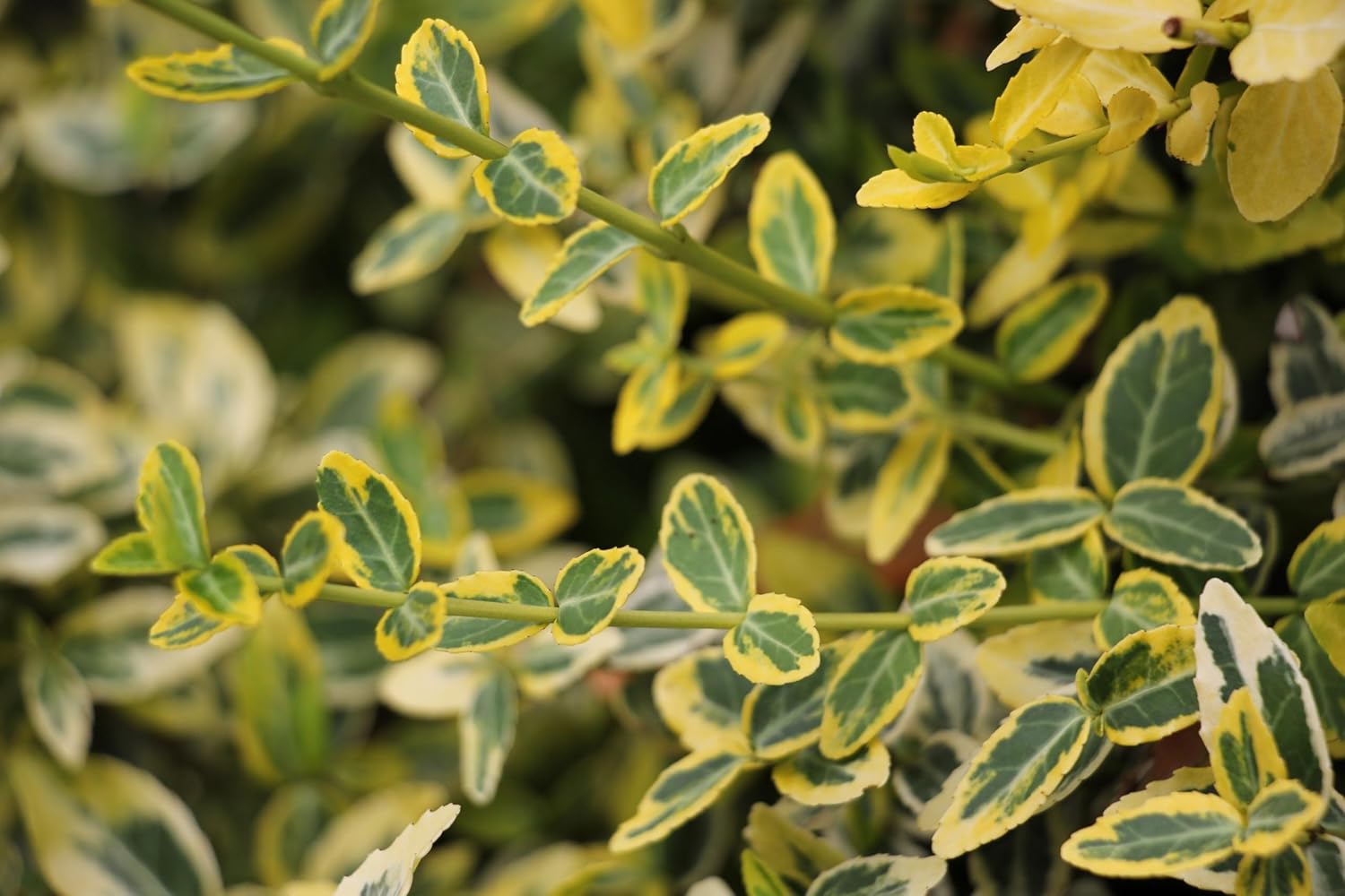 Euonymus fortunei 'Emerald'n Gold' / Goldbunte Kriechspindel - Stauden Gaenge