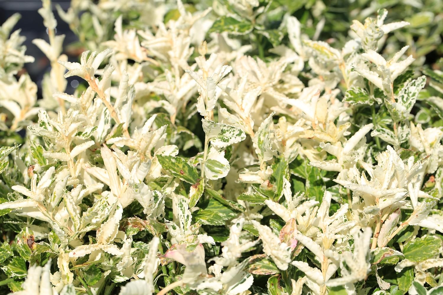 Euonymus fortunei 'Harlequin‘ / weißgrüner Spindelstrauch - Stauden Gaenge