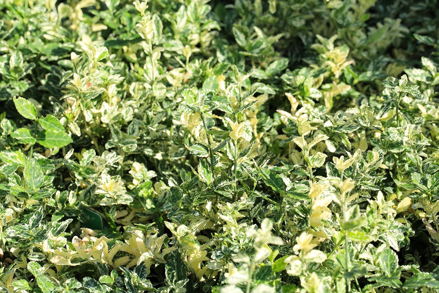 Euonymus fortunei 'Harlequin‘ / weißgrüner Spindelstrauch - Stauden Gaenge