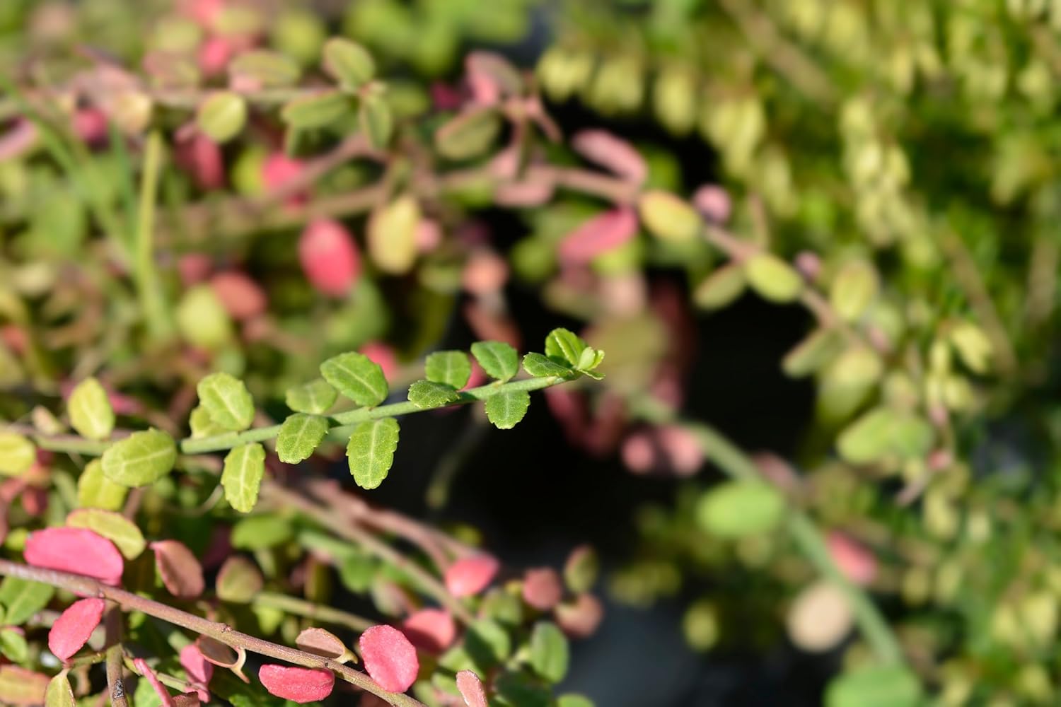 Euonymus fortunei ’Minimus‘ / Kleinblättrige Teppichspindel - Stauden Gaenge