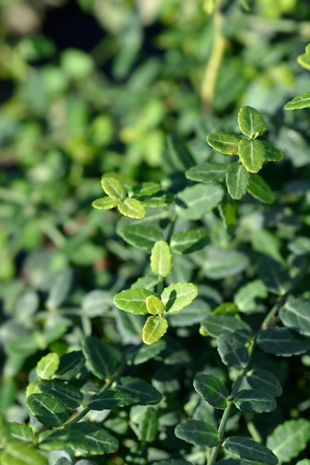 Euonymus fortunei ’Minimus‘ / Kleinblättrige Teppichspindel - Stauden Gaenge