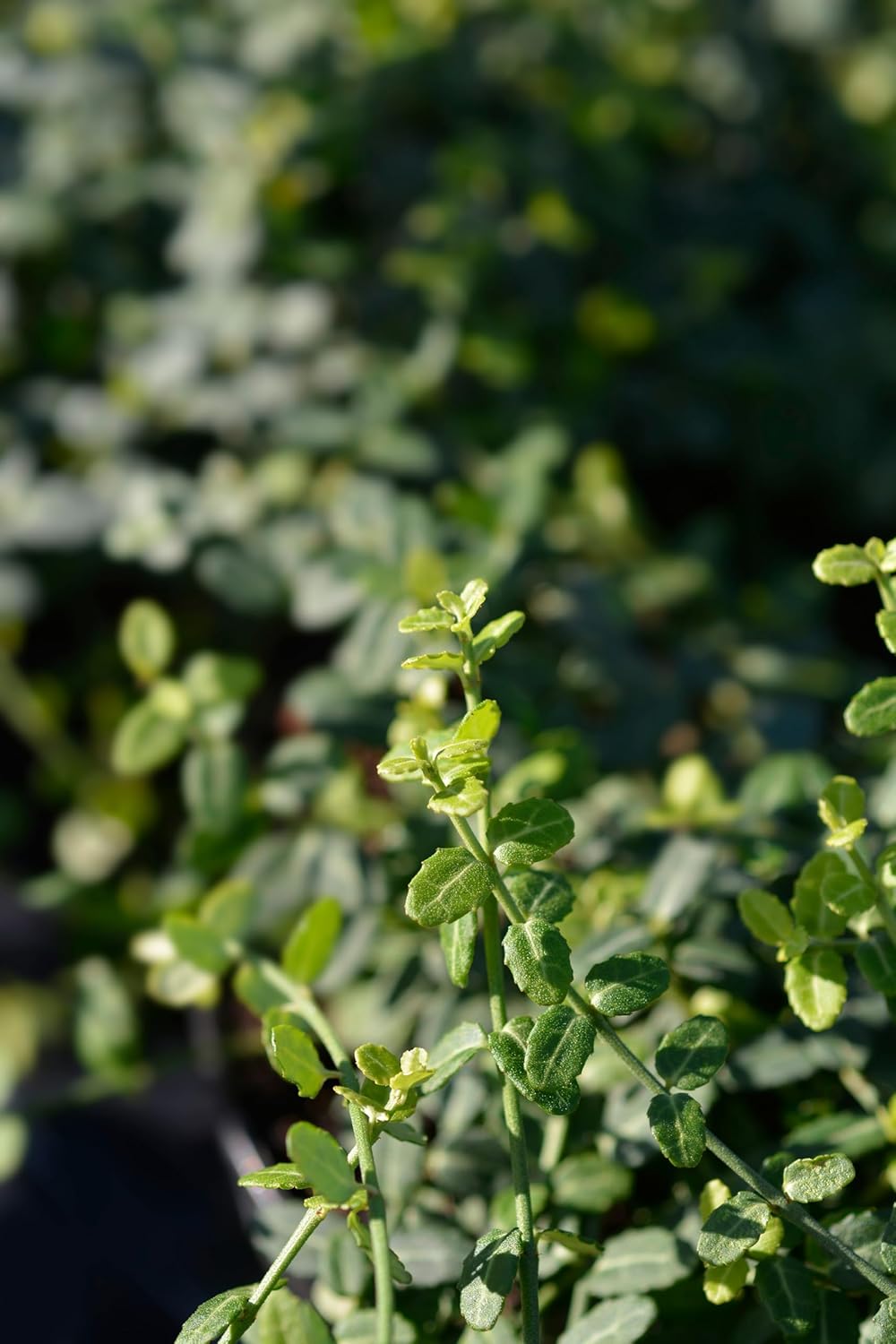 Euonymus fortunei ’Minimus‘ / Kleinblättrige Teppichspindel - Stauden Gaenge