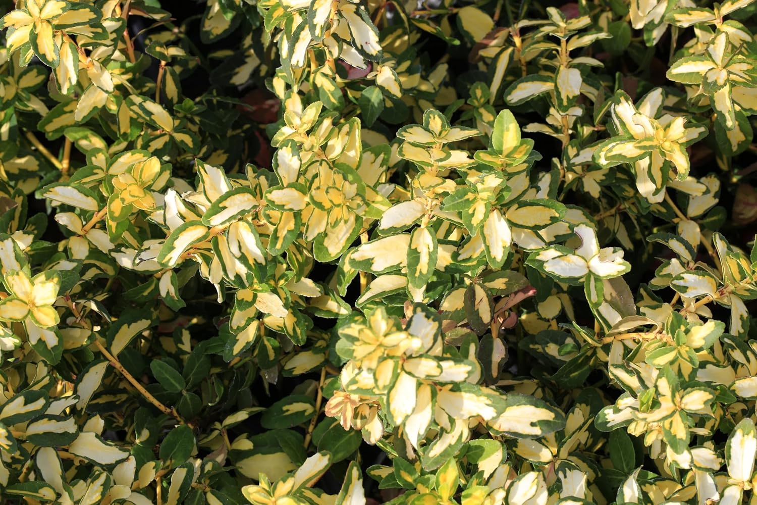 Euonymus fortunei ’Sunspot‘ / Gelbbunte Kriechspindel - Stauden Gaenge