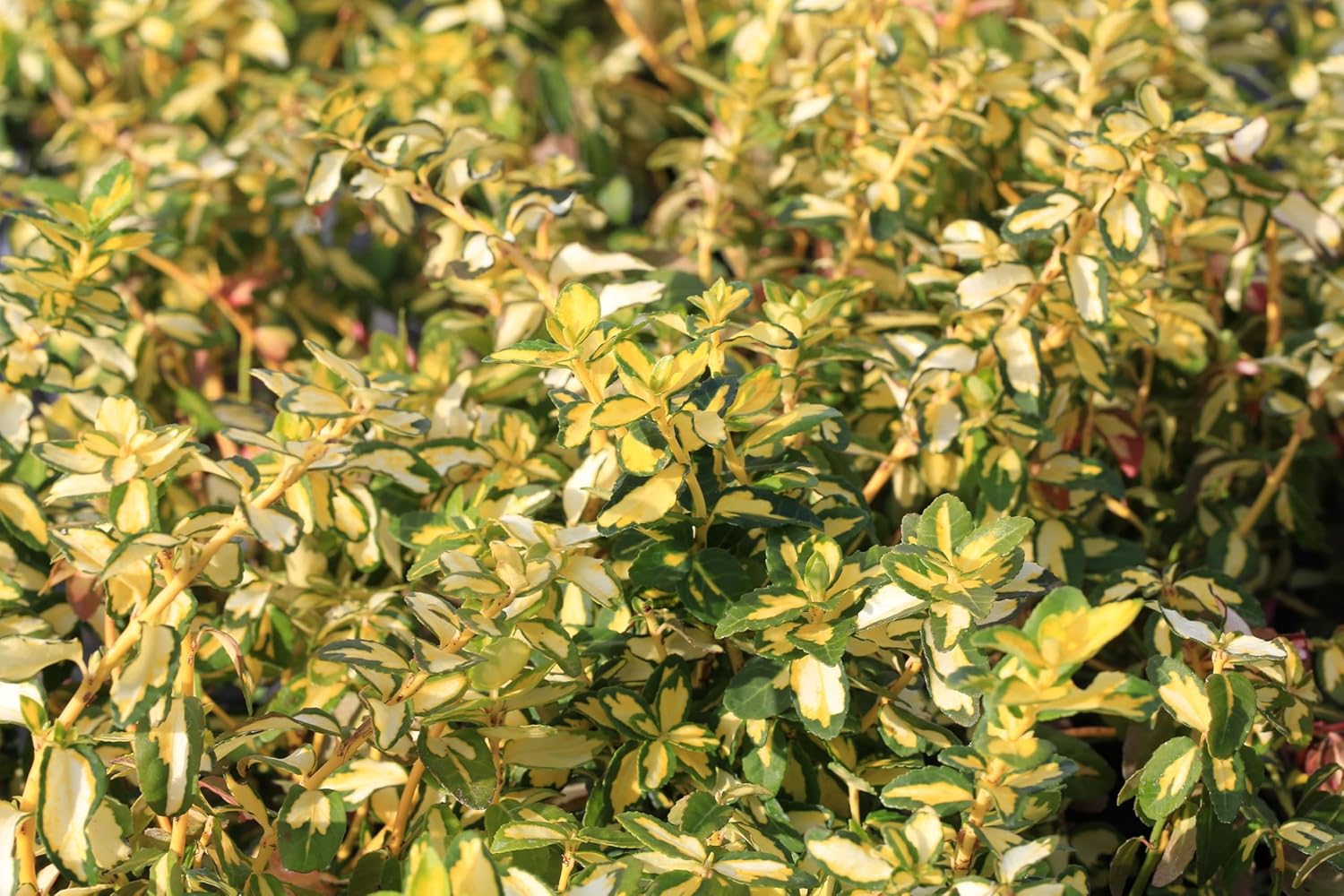 Euonymus fortunei ’Sunspot‘ / Gelbbunte Kriechspindel - Stauden Gaenge