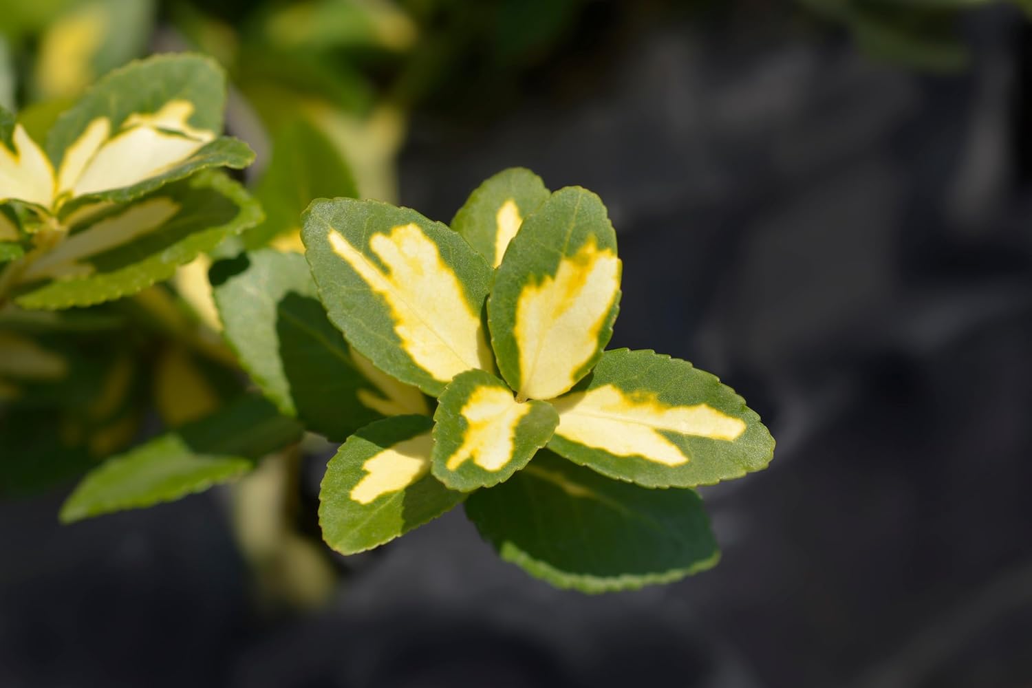 Euonymus fortunei ’Sunspot‘ / Gelbbunte Kriechspindel - Stauden Gaenge