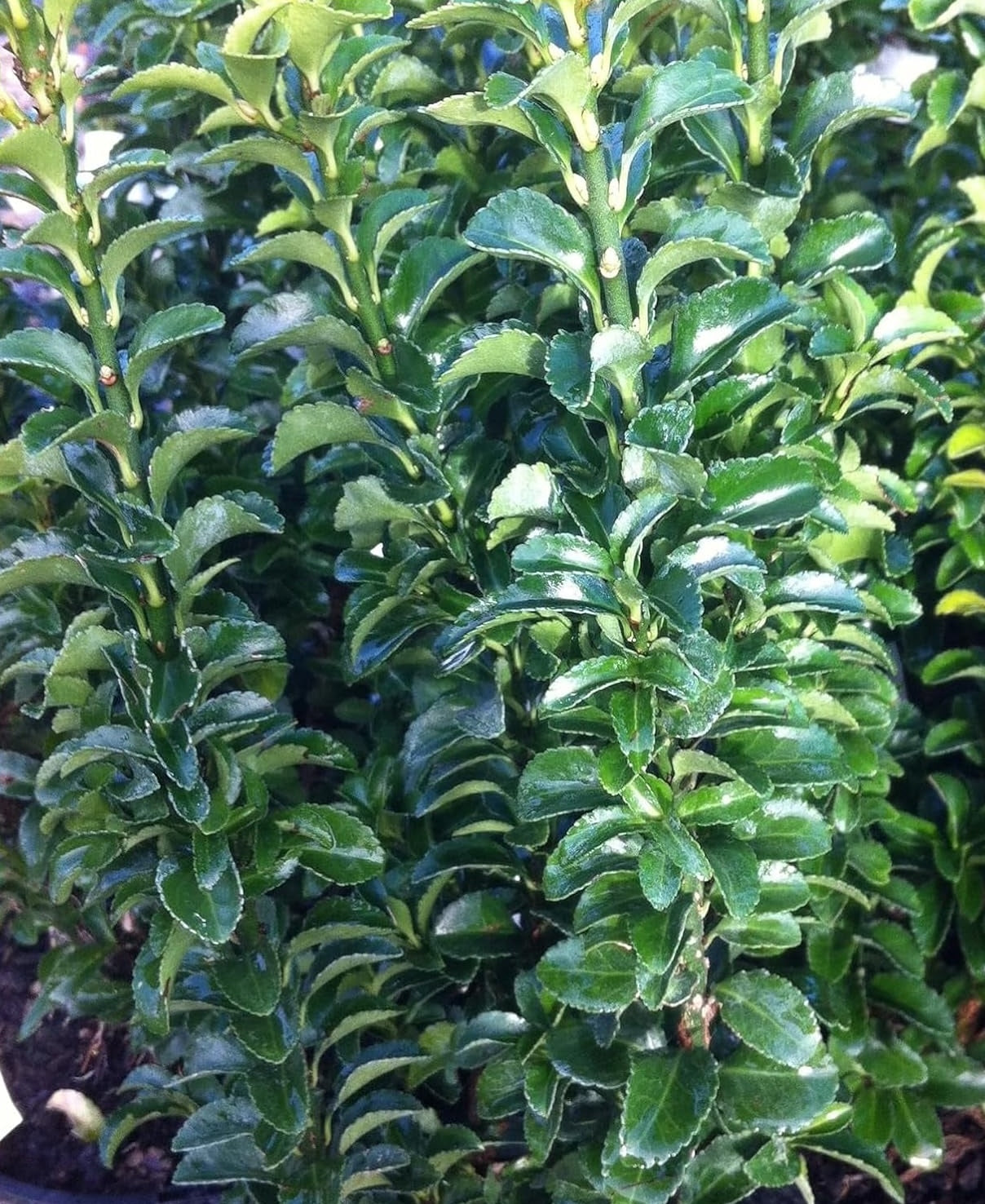 Euonymus japonicus 'Green Rocket' / Grüner Säulen-Spindelstrauch - Stauden Gaenge