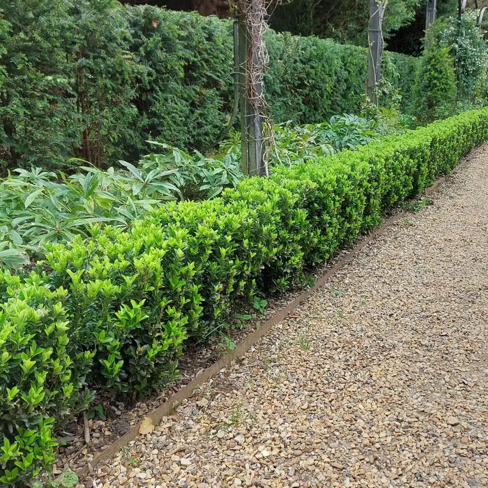 Euonymus japonicus 'Green Rocket' / Grüner Säulen-Spindelstrauch - Stauden Gaenge