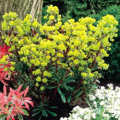 Rote Blätter der Euphorbia amygdaloides 'Purpurea', rotblättrige Wolfsmilch, Staude mit blühenden grünen Blättern