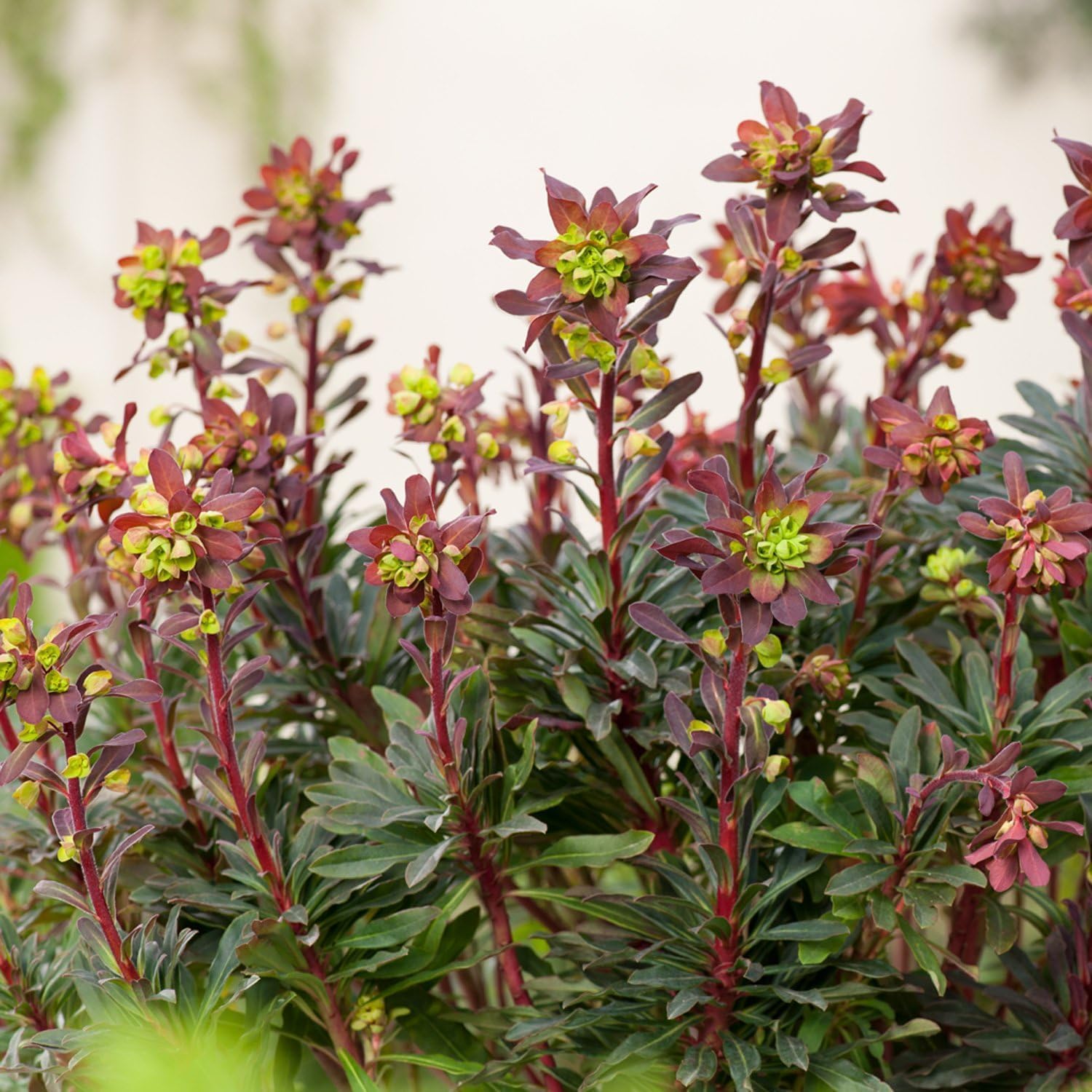 Euphorbia amygdaloides 'Purpurea' / Rotblättrige Wolfsmilch - Stauden Gaenge