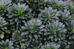 Mandelblättrige Wolfsmilch, Euphorbia amygdaloides ssp. 'Robbiae', Staude mit grünen Blättern und gelblichen Blüten, Stauden Gänge