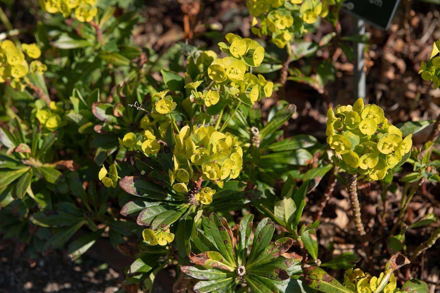 Euphorbia amygdaloides ssp. 'Robbiae' / Mandelblättrige Wolfsmilch - Stauden Gaenge