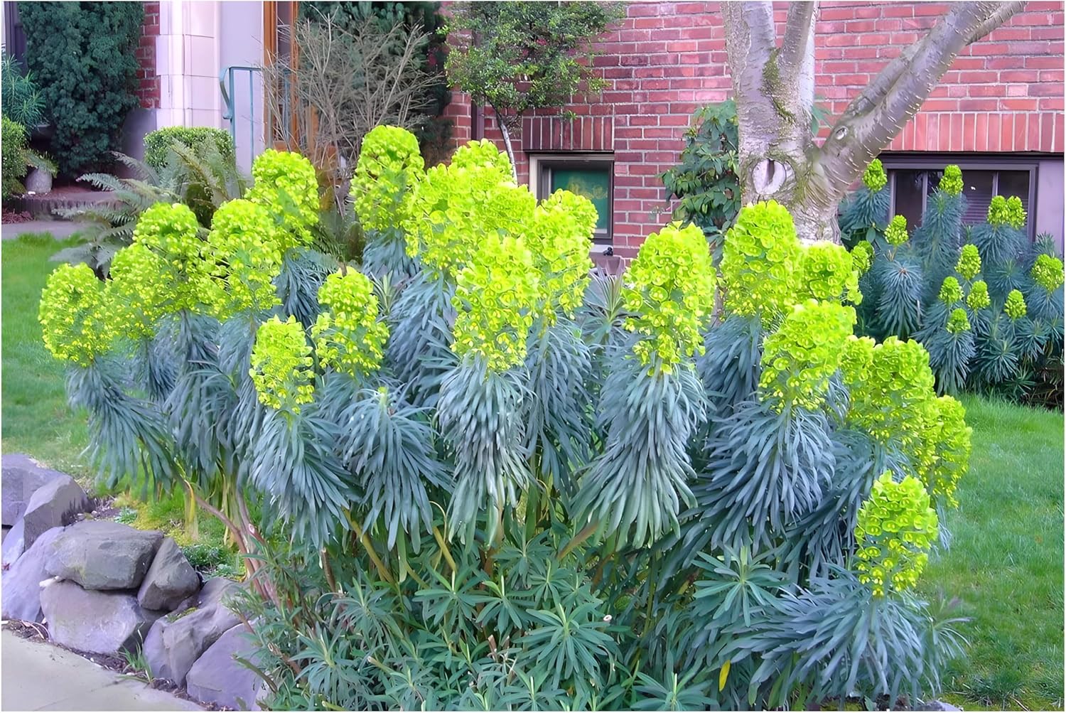 Euphorbia characias 'Blue Wonder' / Mittelmeer-Wolfsmilch