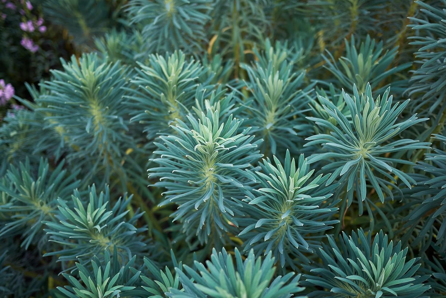 Euphorbia characias 'Blue Wonder' / Mittelmeer-Wolfsmilch