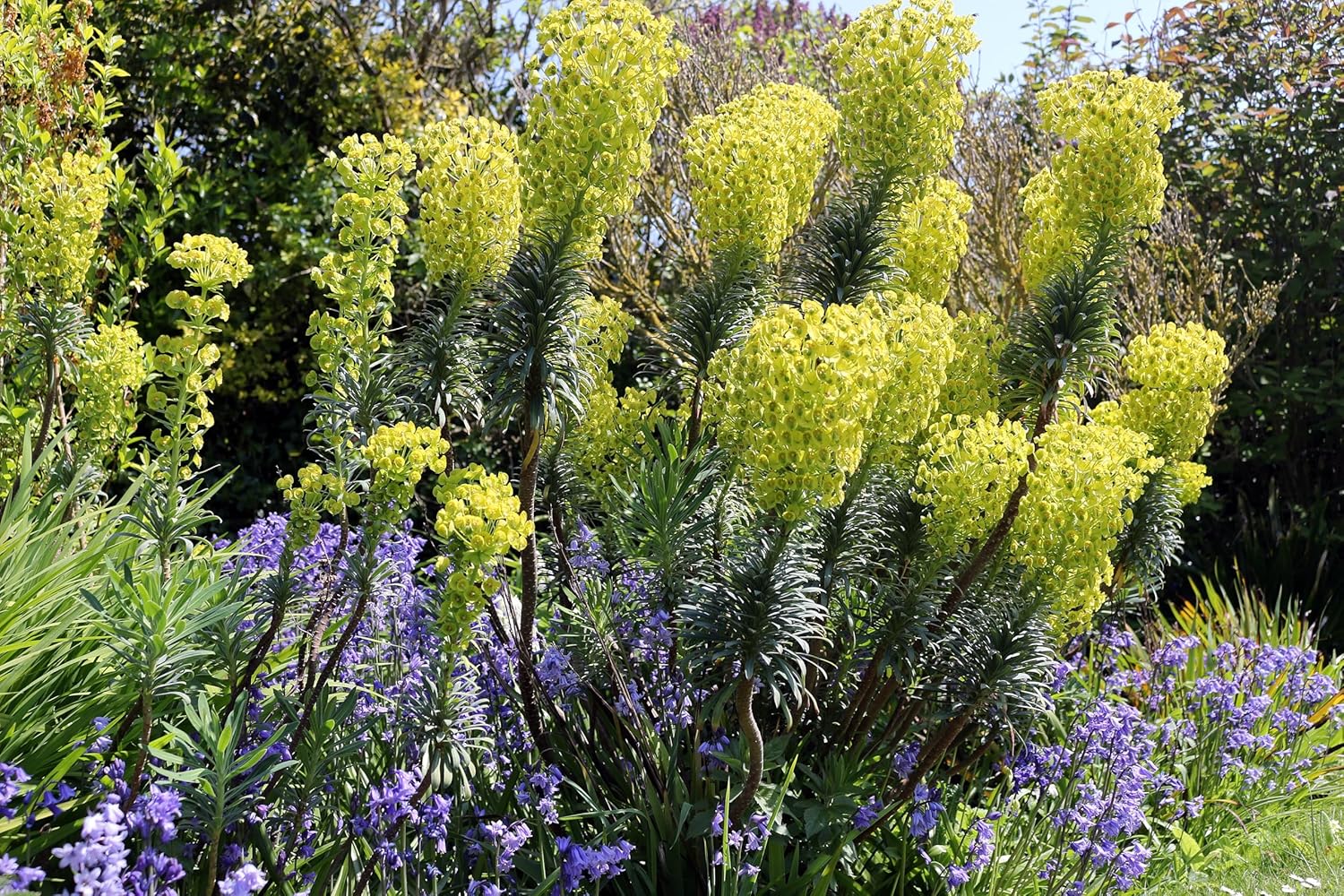 Euphorbia characias 'Blue Wonder' / Mittelmeer-Wolfsmilch