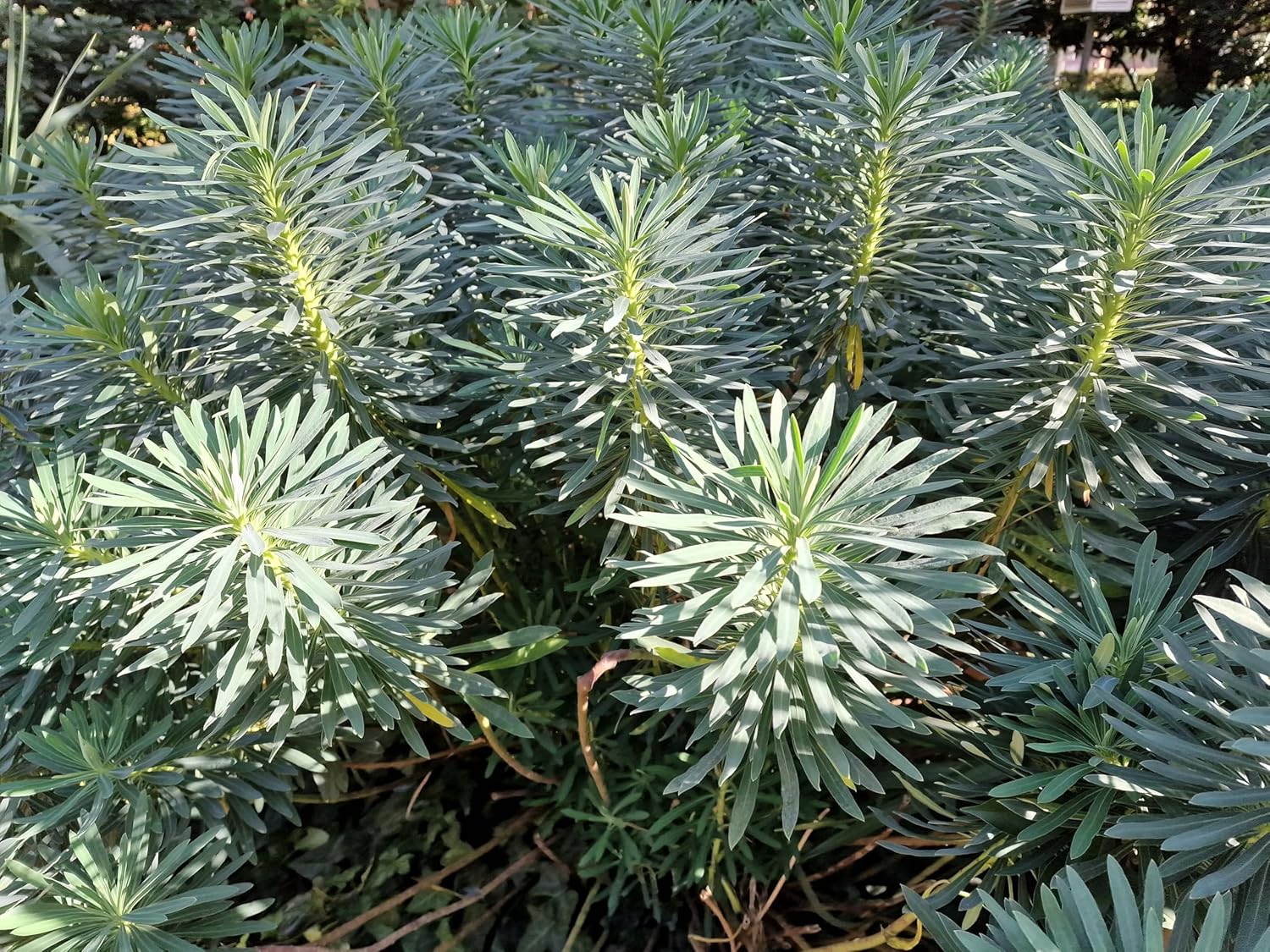 Euphorbia characias 'Blue Wonder' / Mittelmeer-Wolfsmilch