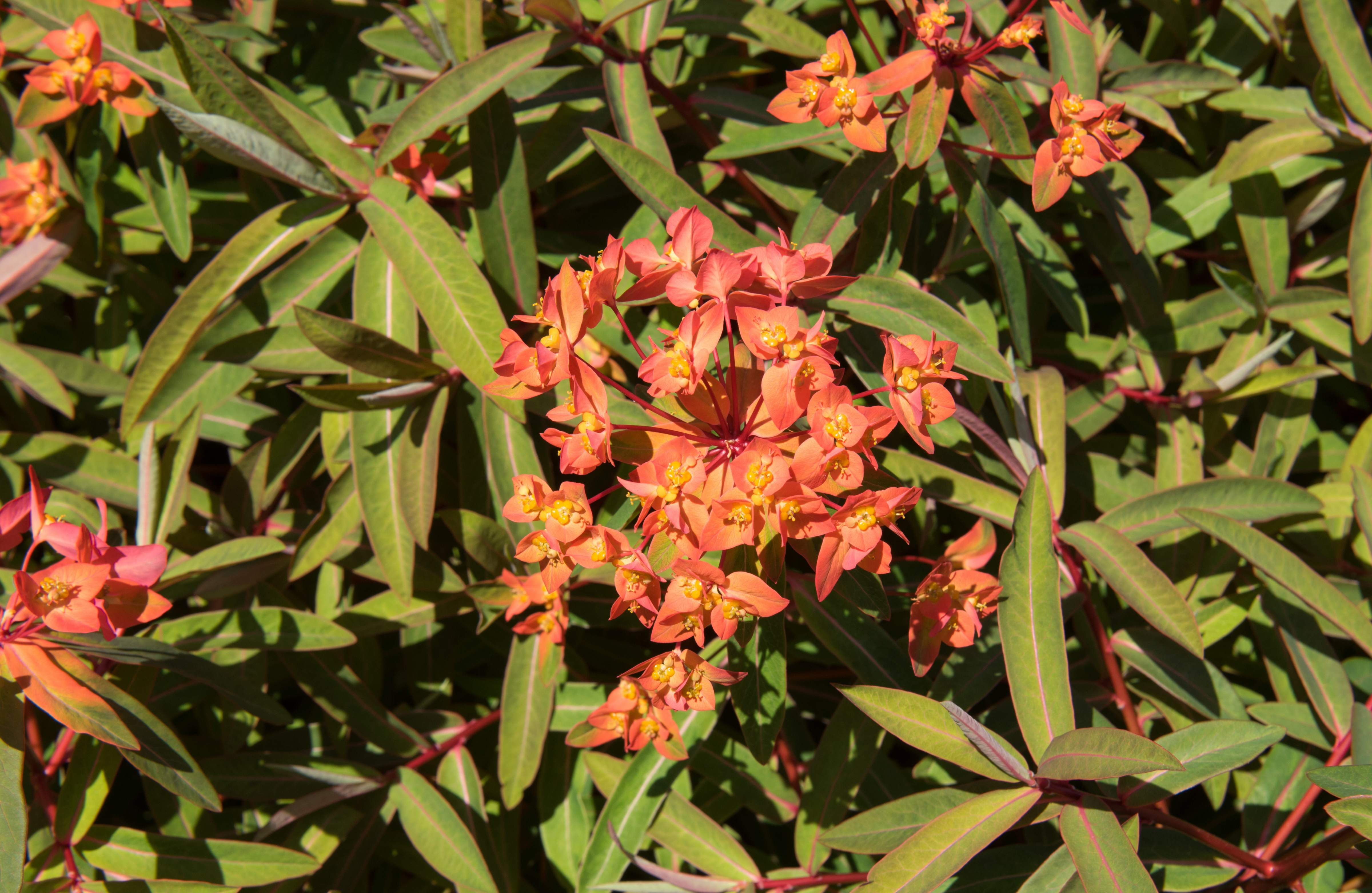 Euphorbia griffithii 'Fireglow' / Himalaya-Wolfsmilch - Stauden Gaenge