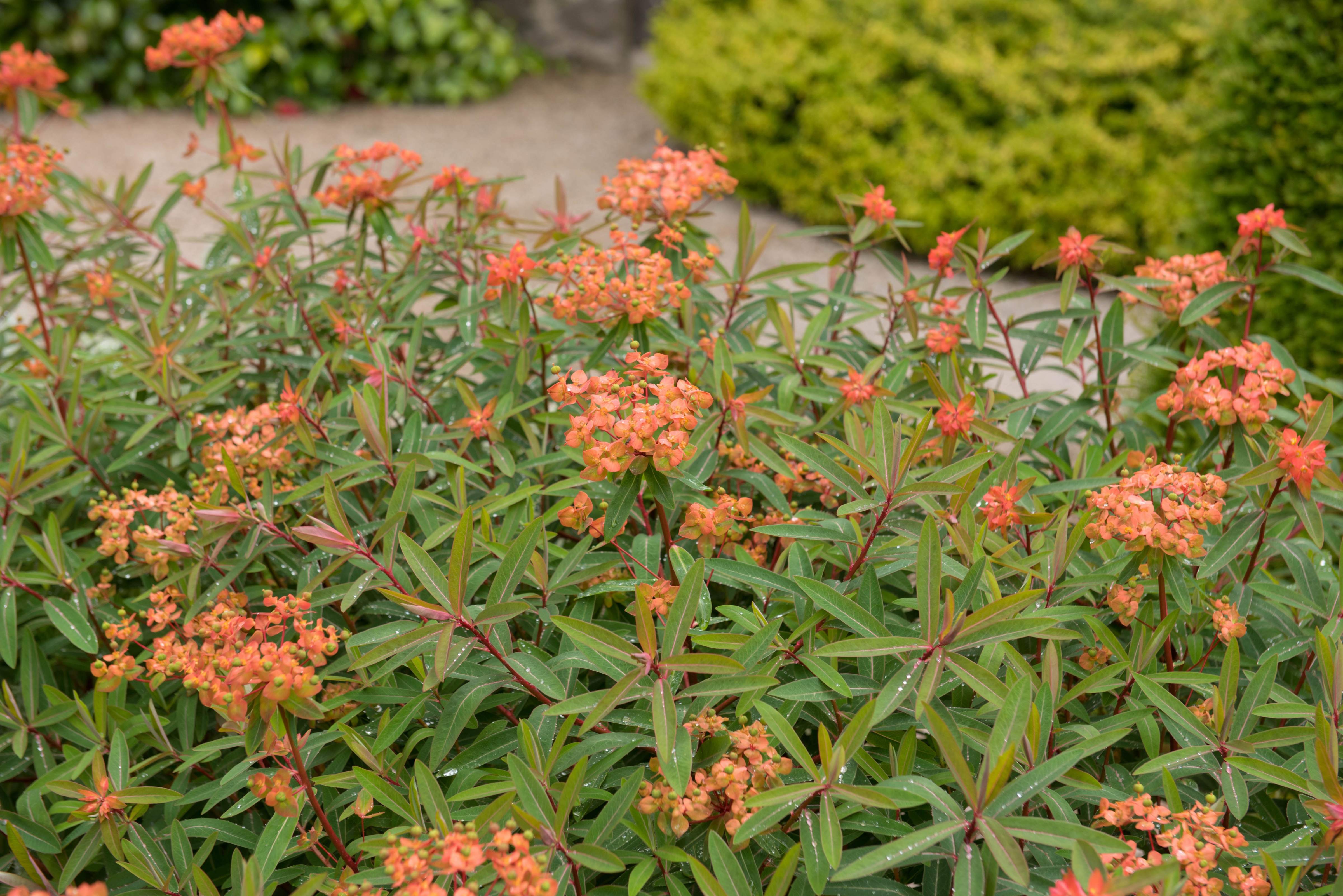 Euphorbia griffithii 'Fireglow' / Himalaya-Wolfsmilch - Stauden Gaenge