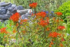 Himalaya-Wolfsmilch Euphorbia griffithii 'Fireglow', Staude mit leuchtend roten Blättern und grünen Stängeln, in Gartenumgebung