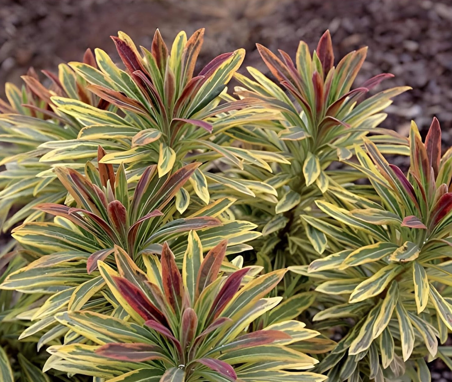 Euphorbia martinii 'Ascot Rainbow‘ ® / Wolfsmilch - Stauden Gaenge
