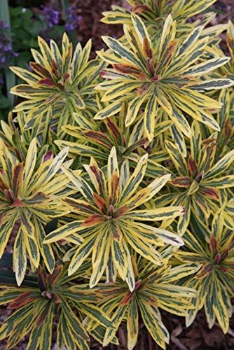 Euphorbia martinii 'Ascot Rainbow‘ ® / Wolfsmilch - Stauden Gaenge
