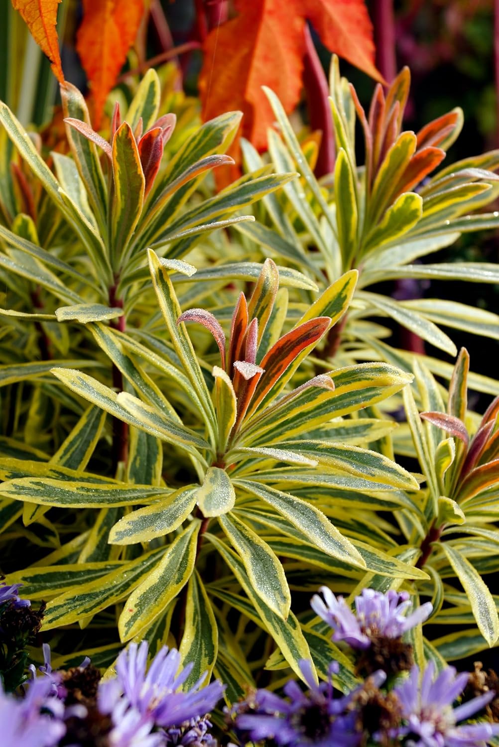 Euphorbia martinii 'Ascot Rainbow‘ ® / Wolfsmilch - Stauden Gaenge