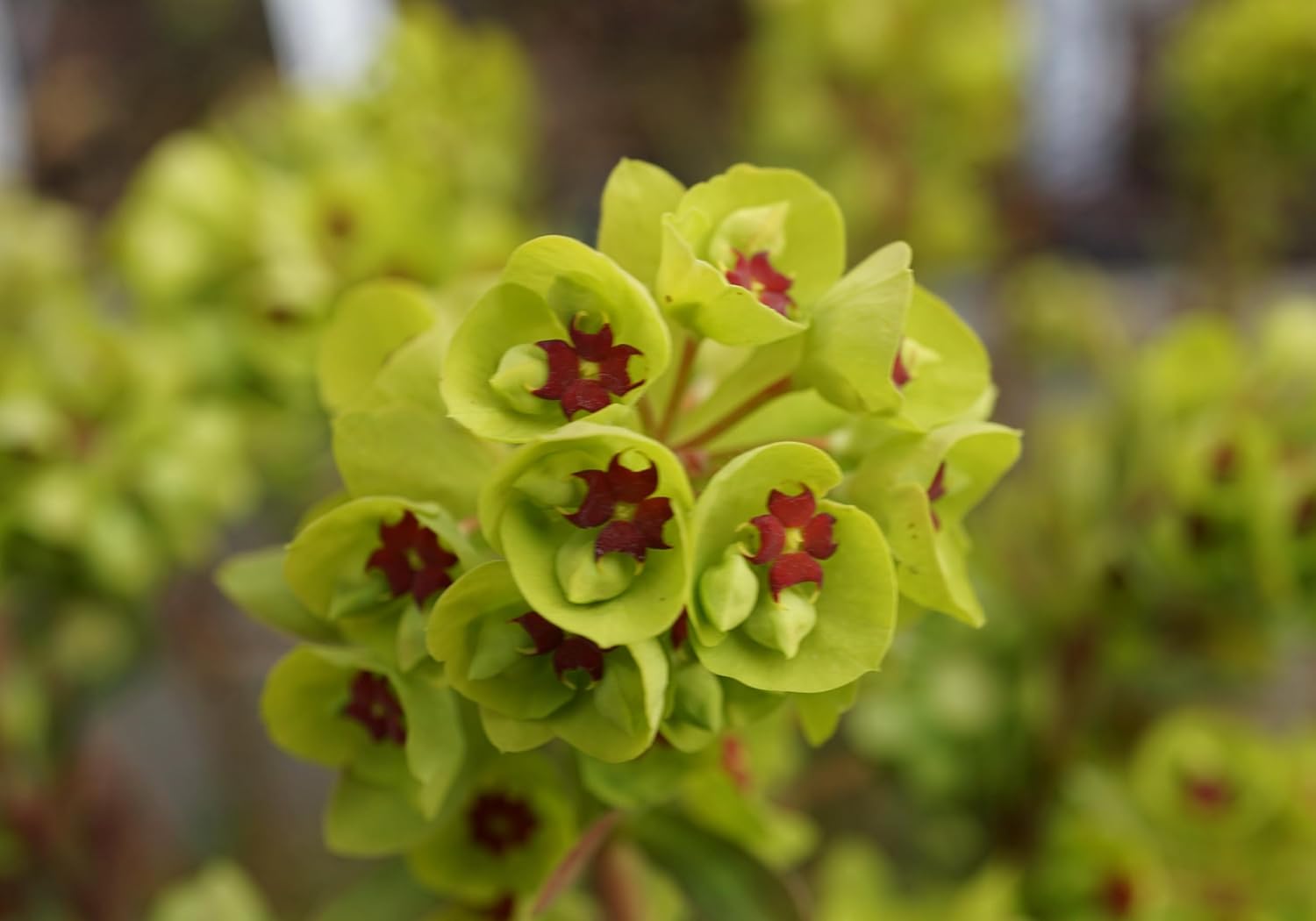 Euphorbia martinii / Wolfsmilch - Stauden Gaenge