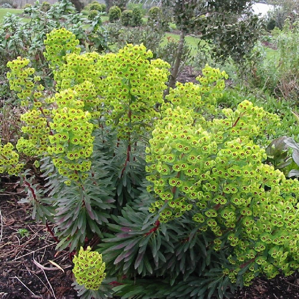 Euphorbia martinii / Wolfsmilch - Stauden Gaenge