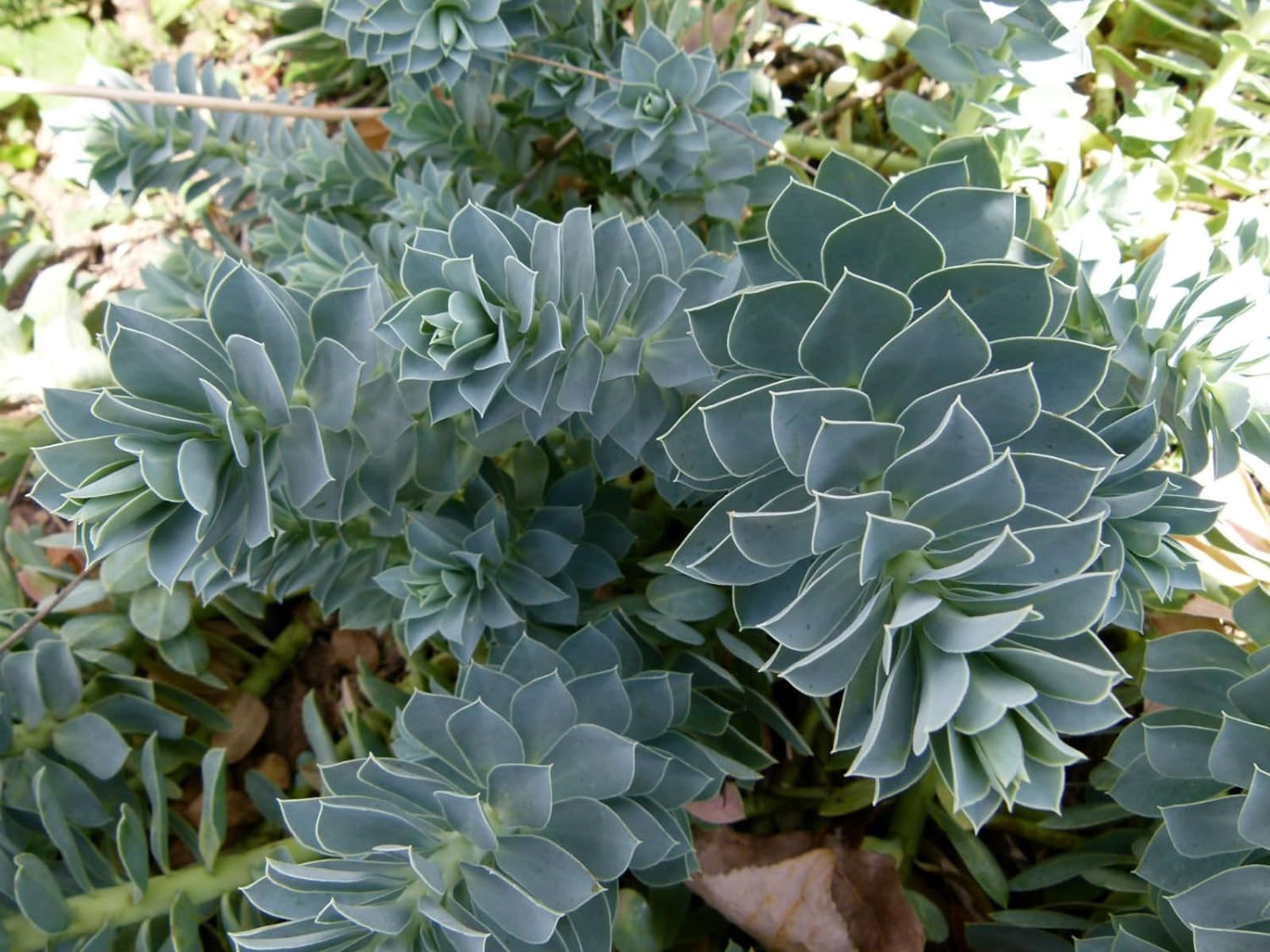 Euphorbia myrsinites / Walzen Wolfsmilch - Stauden Gaenge