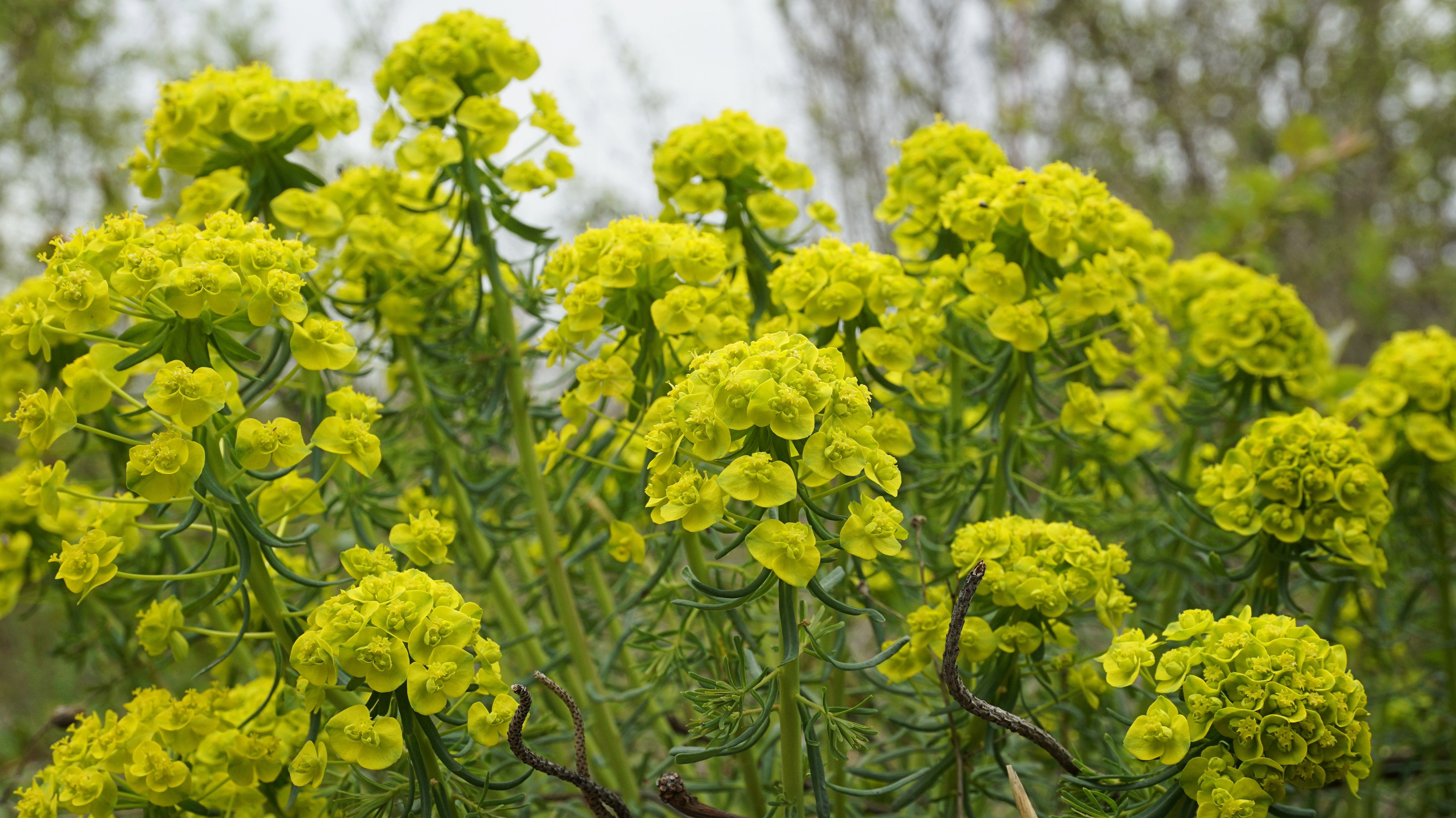 Euphorbia palustris / Sumpf Wolfsmilchh - Stauden Gaenge