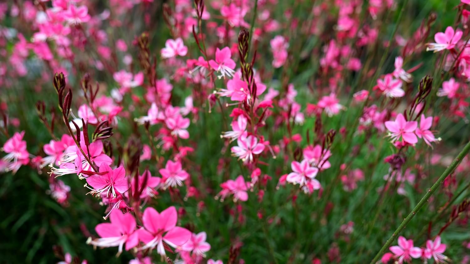Gaura lindheimeri 'Siskiyou Pink‘ / Rosa Prachtkerze - Stauden Gaenge