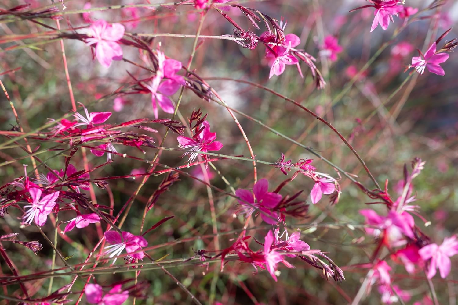Gaura lindheimeri 'Siskiyou Pink‘ / Rosa Prachtkerze - Stauden Gaenge