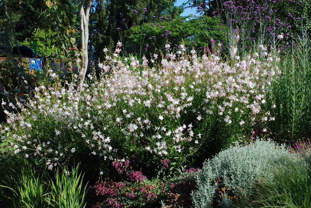 Gaura lindheimeri 'Whirling Butterflies‘ / Weiße Prachtkerze - Stauden Gaenge
