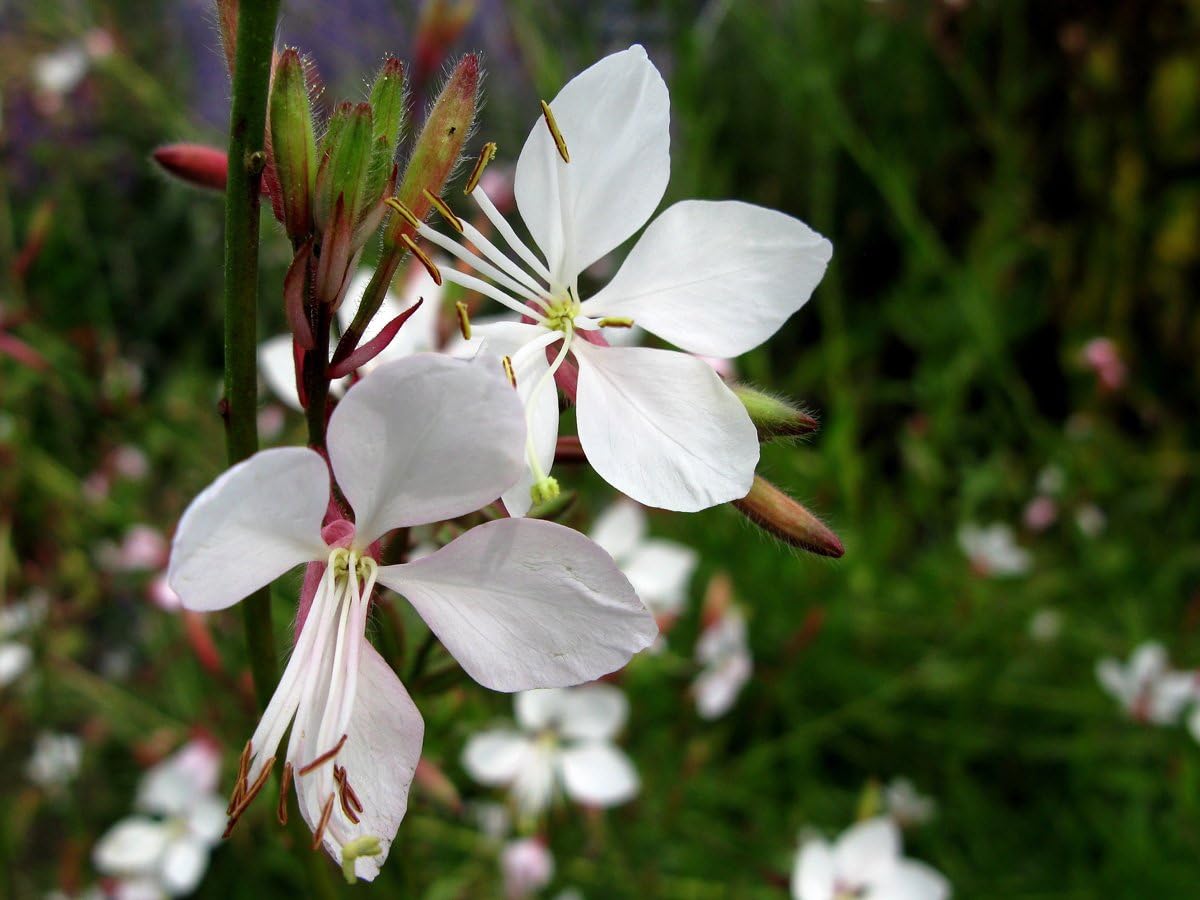 Gaura lindheimeri 'Whirling Butterflies‘ / Weiße Prachtkerze - Stauden Gaenge