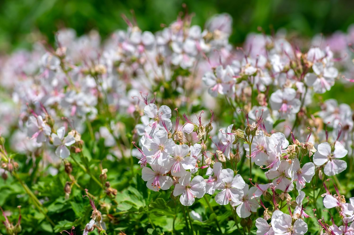 Geranium cantabrigiense 'Biokovo' / Cambridge Storchschnabel - Stauden Gaenge