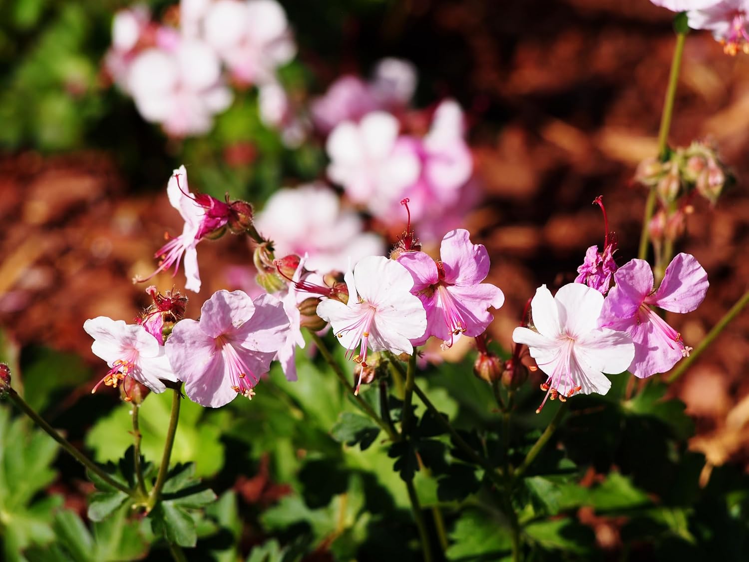 Geranium cantabrigiense 'Biokovo' / Cambridge Storchschnabel - Stauden Gaenge